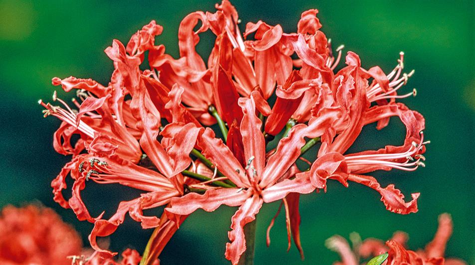 Nerine Mansellii is one of the older hybrids in genus - credit all images: Floramedia